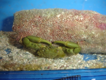  Mithrax sculptus (Emerald Crab)